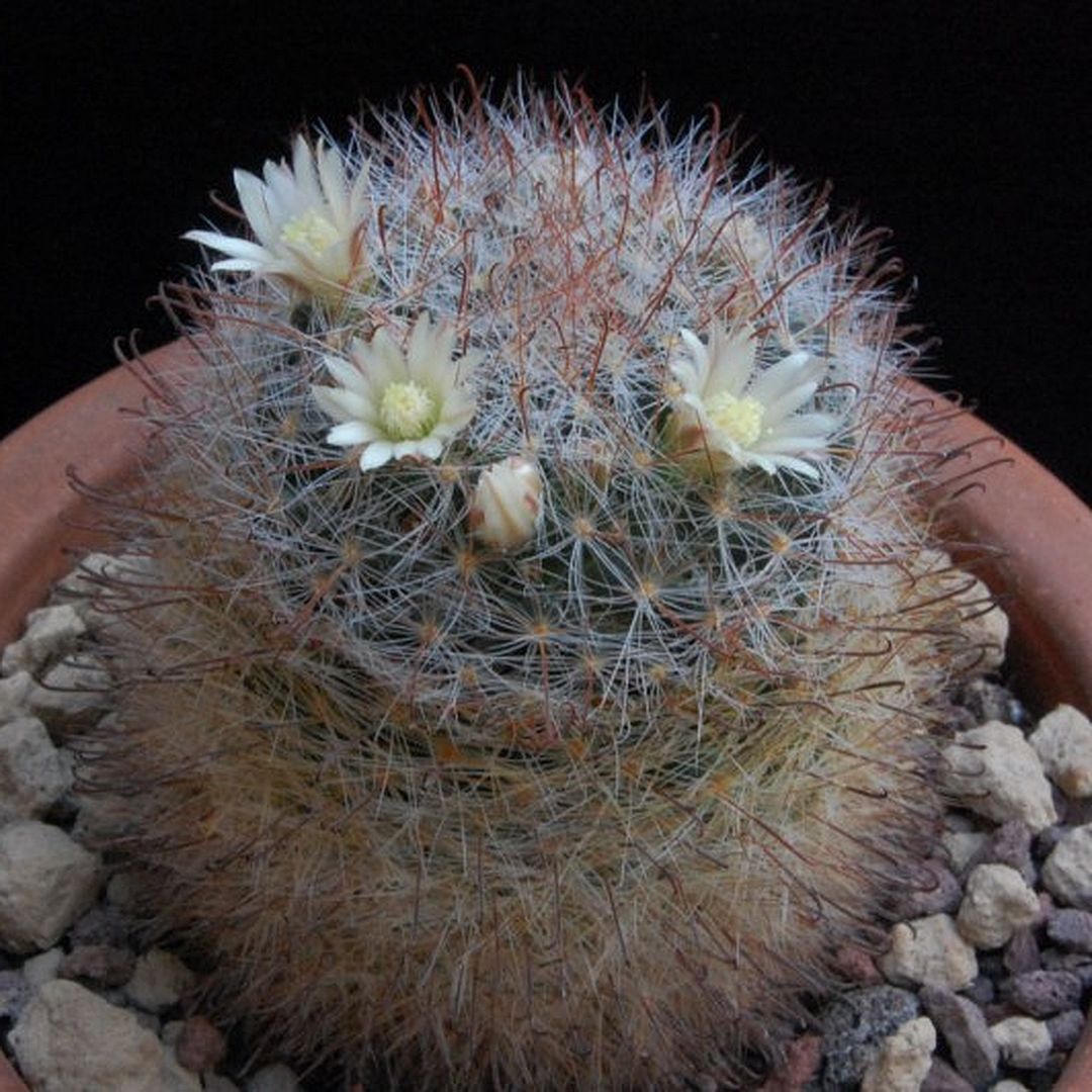 Mammillaria pubispina