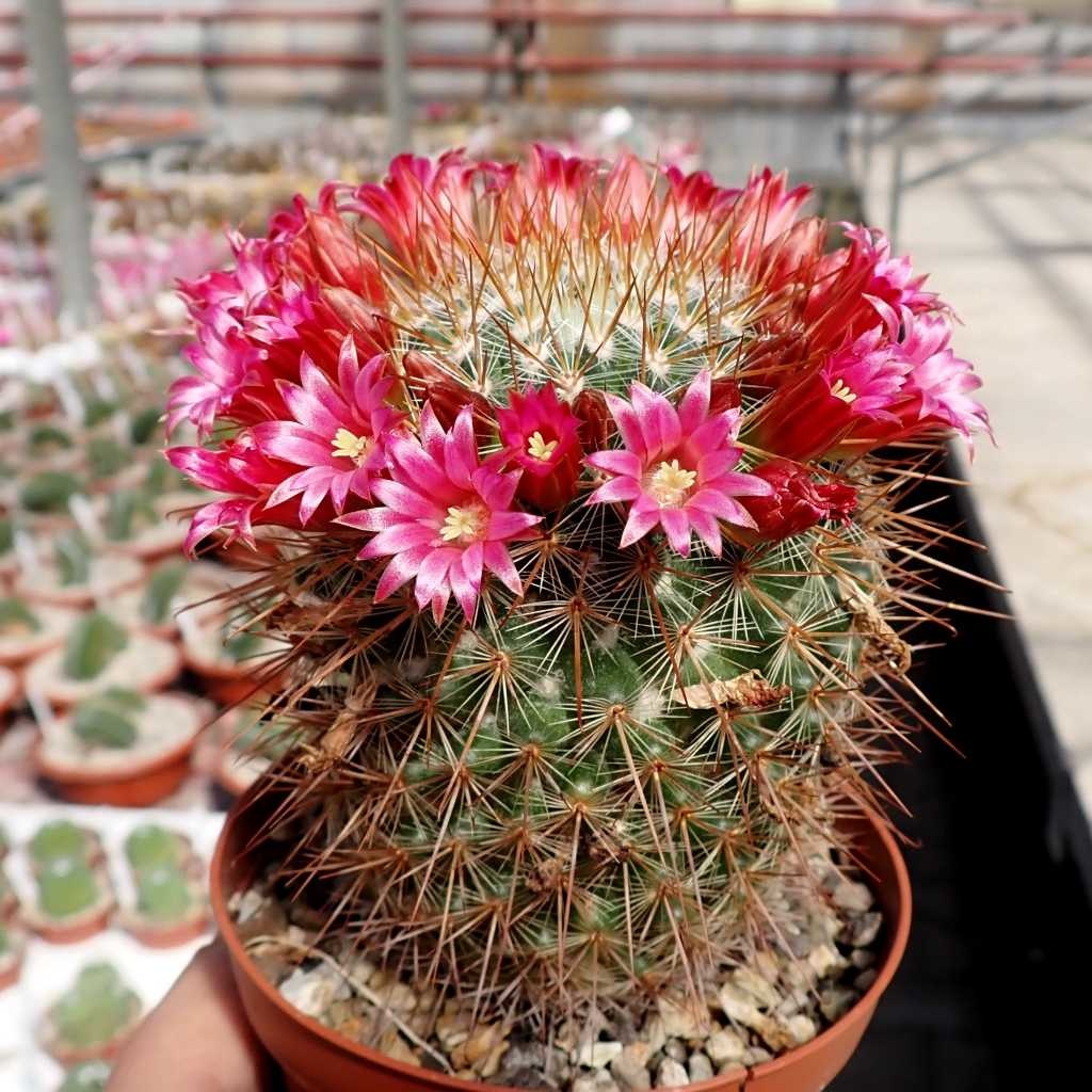 Mammillaria pullihamata