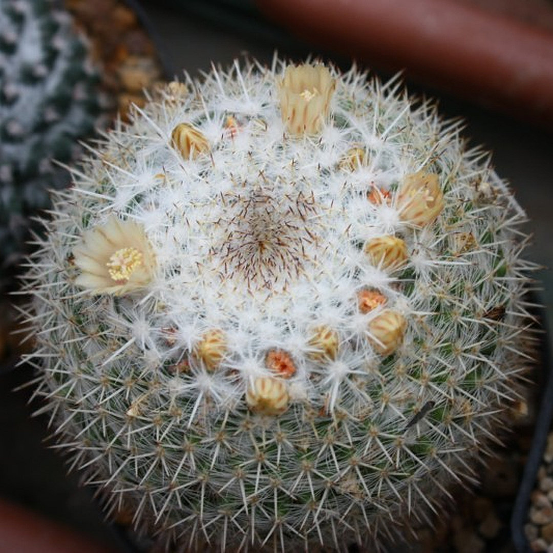 Mammillaria rosensis