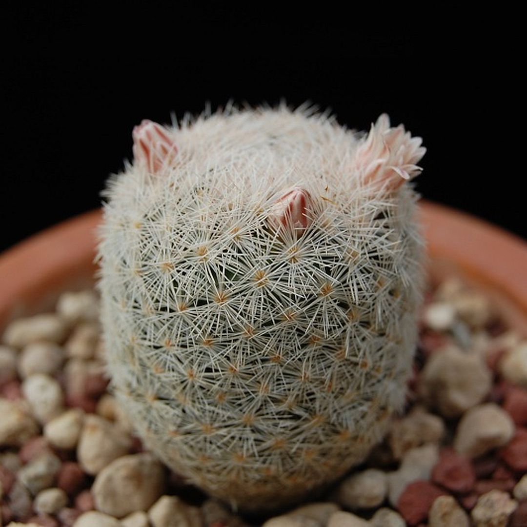 Mammillaria roseocentra