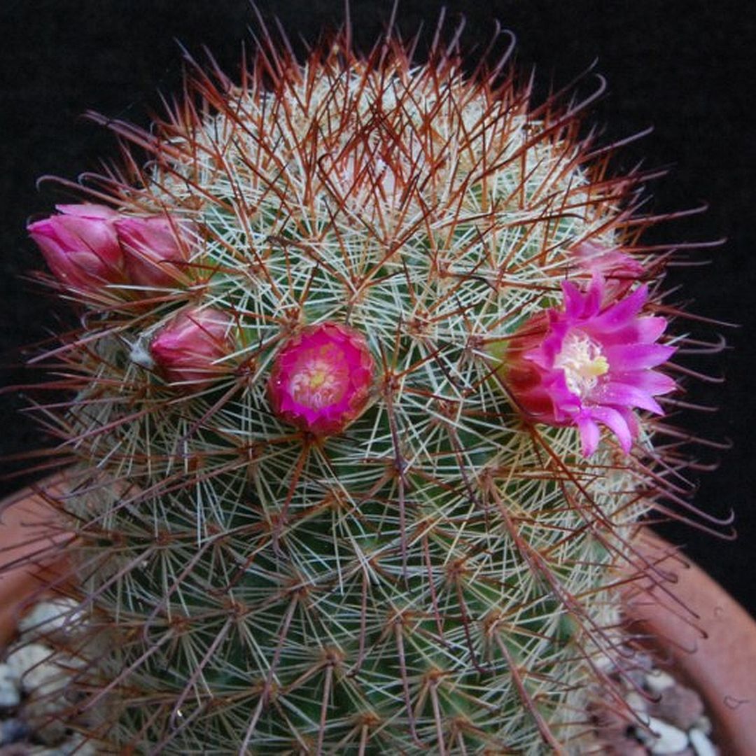 Mammillaria rossiana