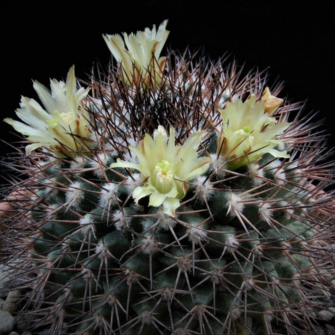 Mammillaria rubida