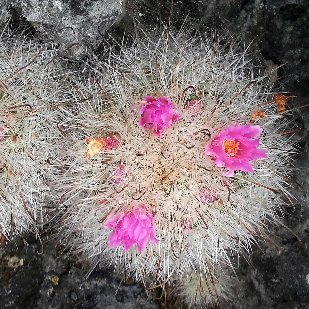 Mammillaria rzedowskiana