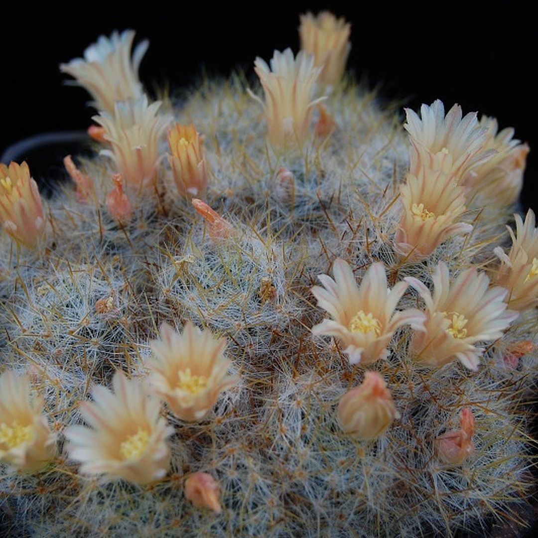 Mammillaria sanluisensis