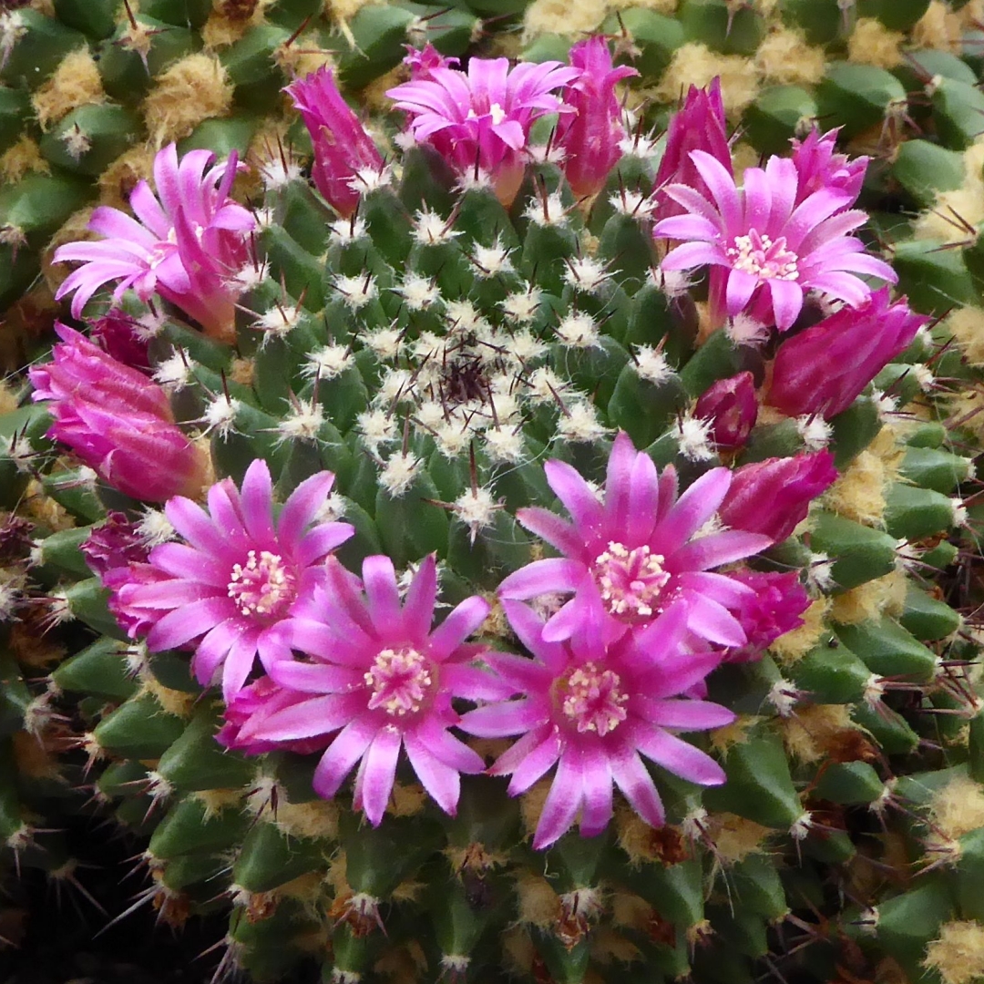 Mammillaria sartorii