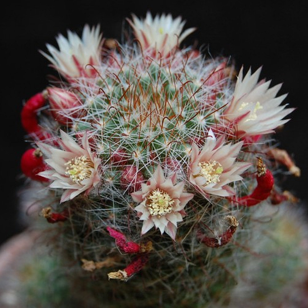 Mammillaria scheidweileriana