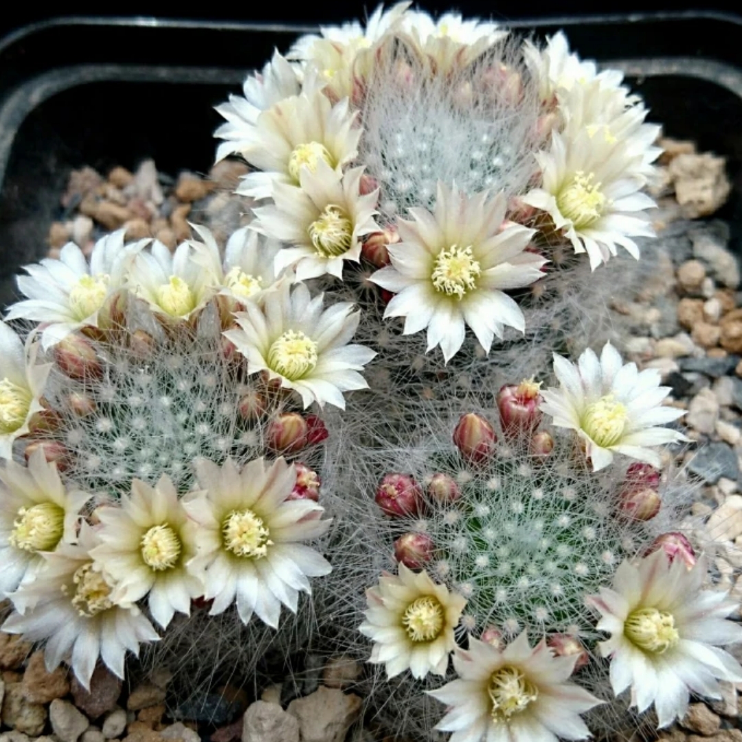 Mammillaria scheinvariana