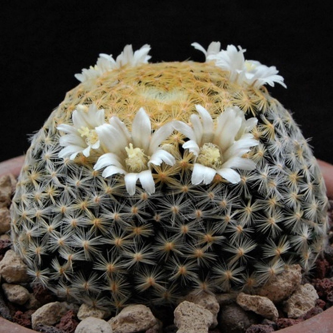 Mammillaria schiedeana