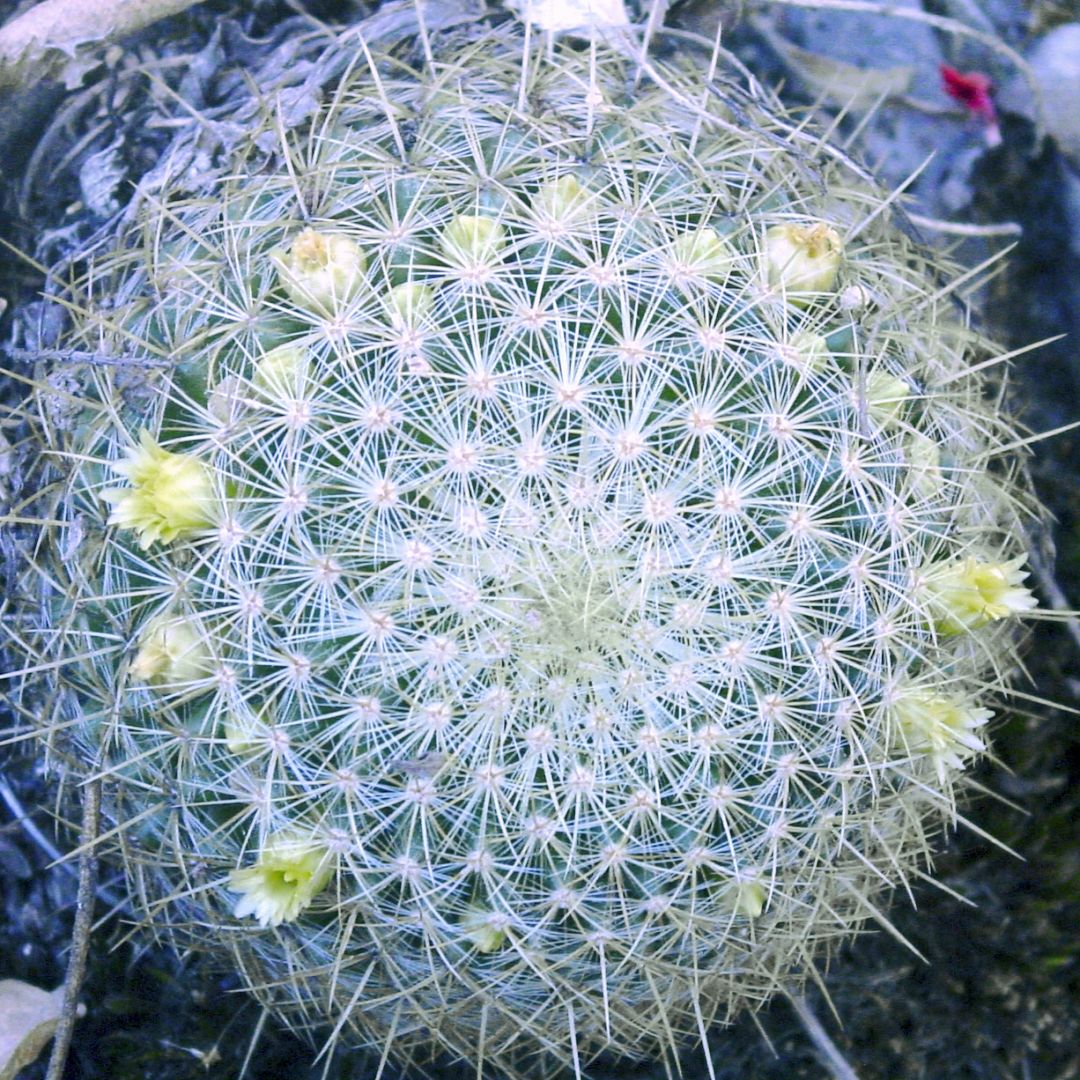 Mammillaria schmollii