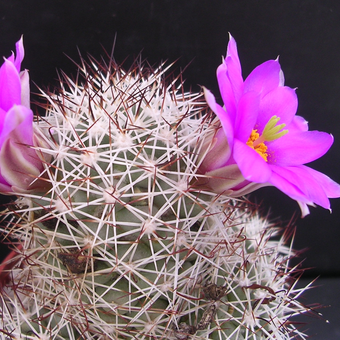 Cochemiea schumannii