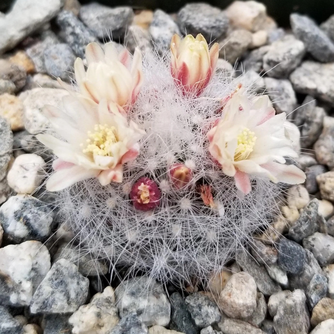 Mammillaria schwarzii