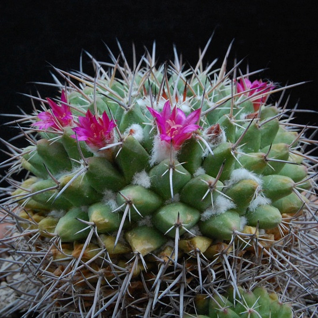 Mammillaria seitziana