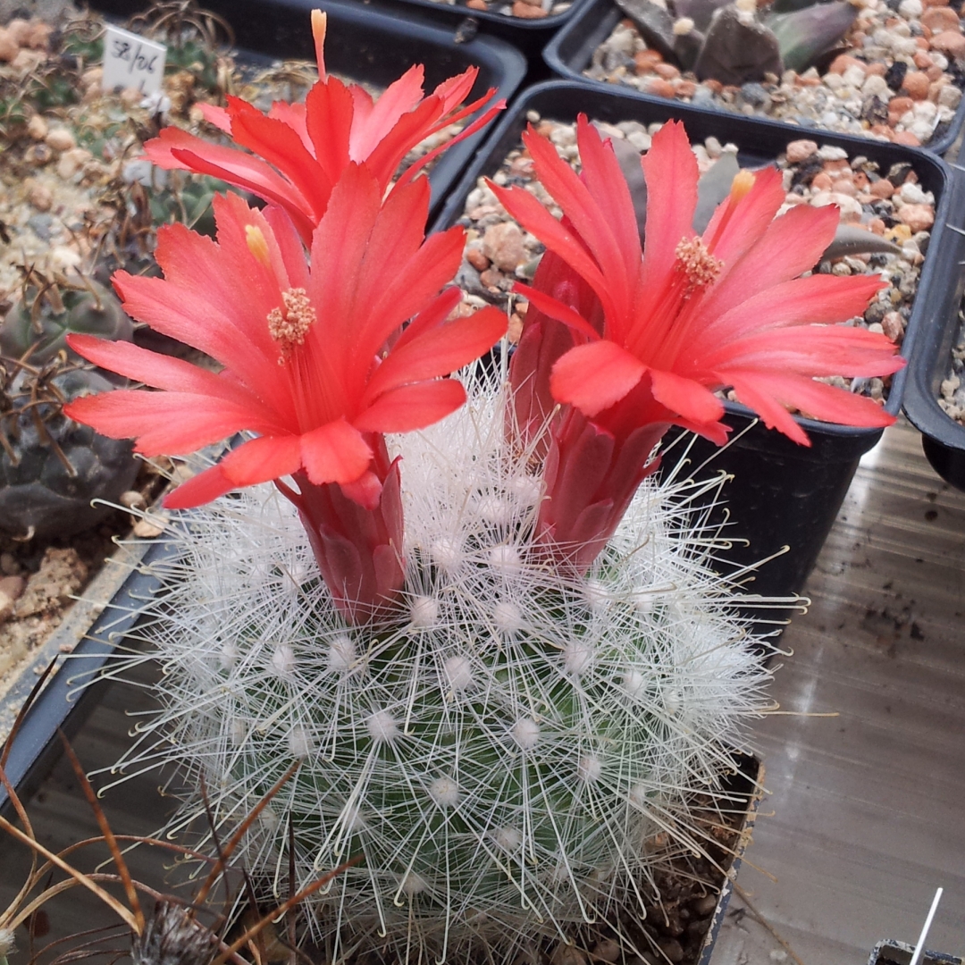 Mammillaria senilis