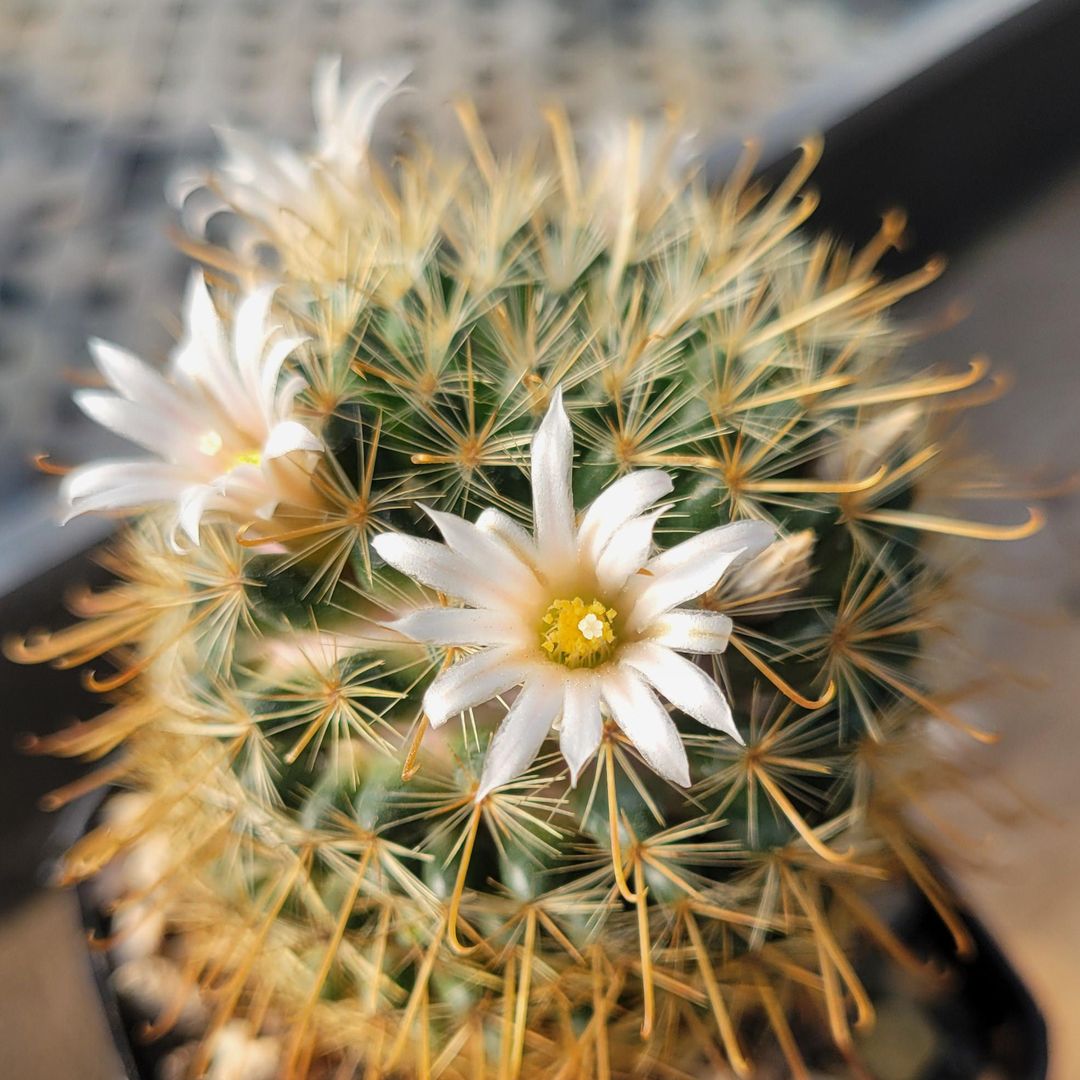 Mammillaria sinistrohamata