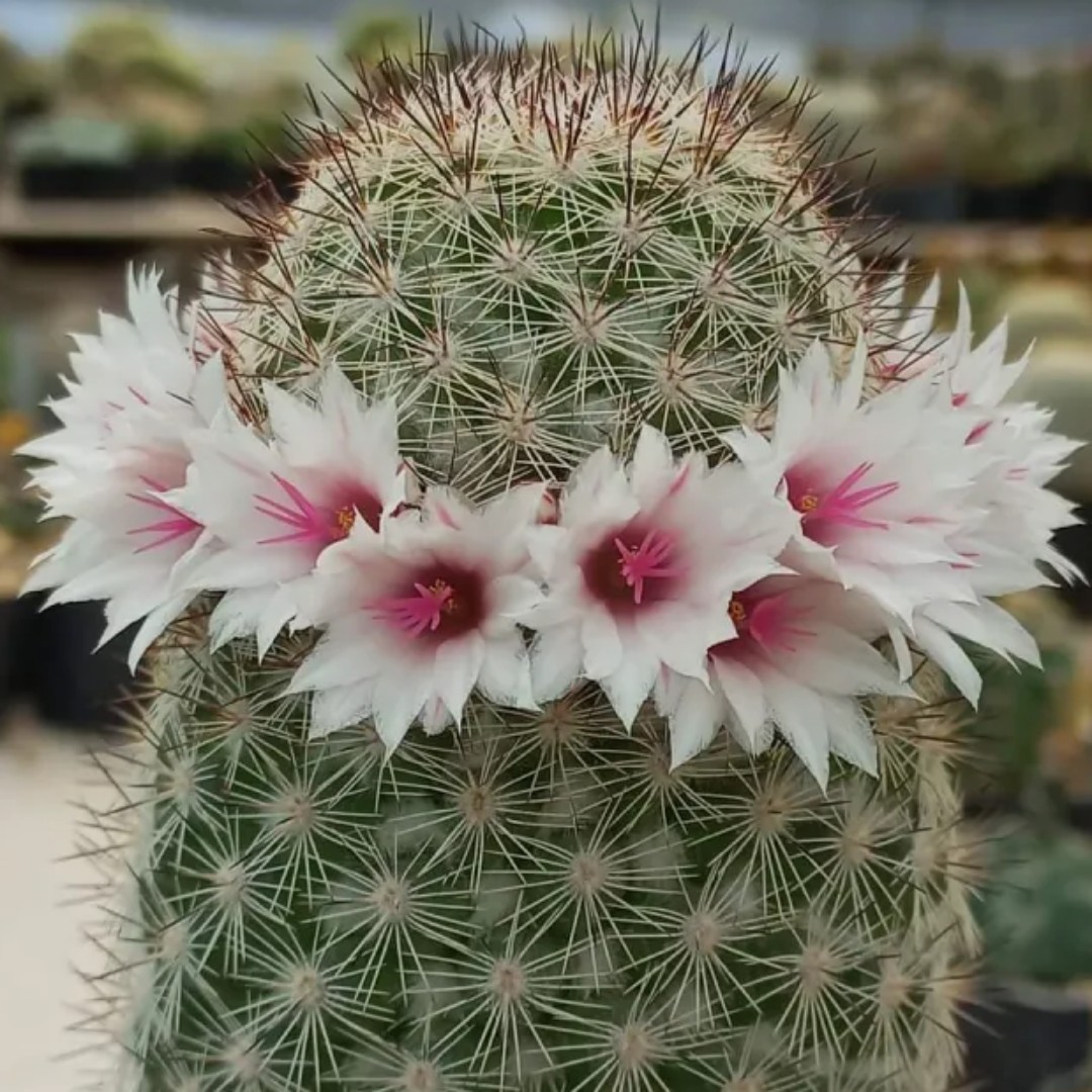 Mammillaria slevinii