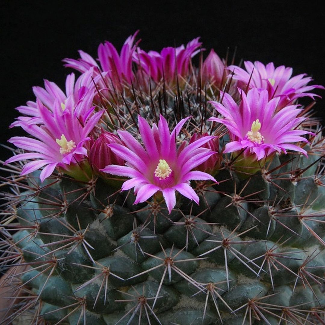 Mammillaria sonorensis