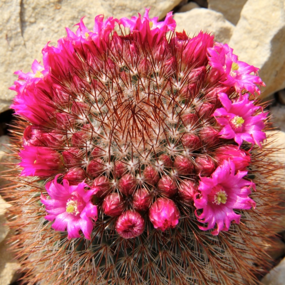 Mammillaria spinosissima