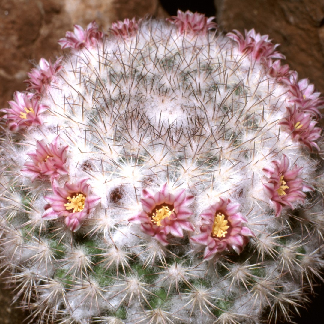 Mammillaria tayloriorum