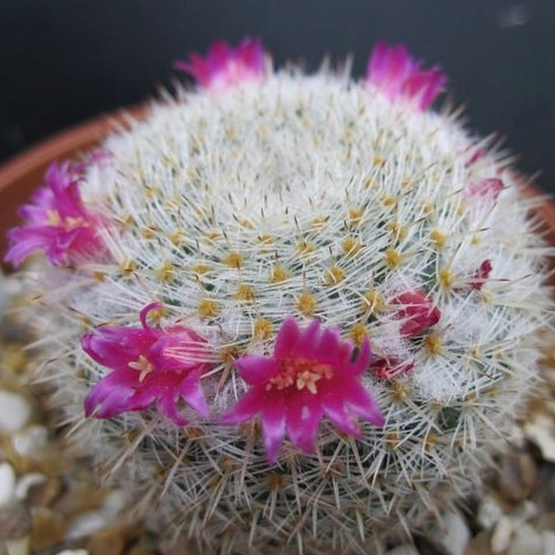 Mammillaria tegelbergiana
