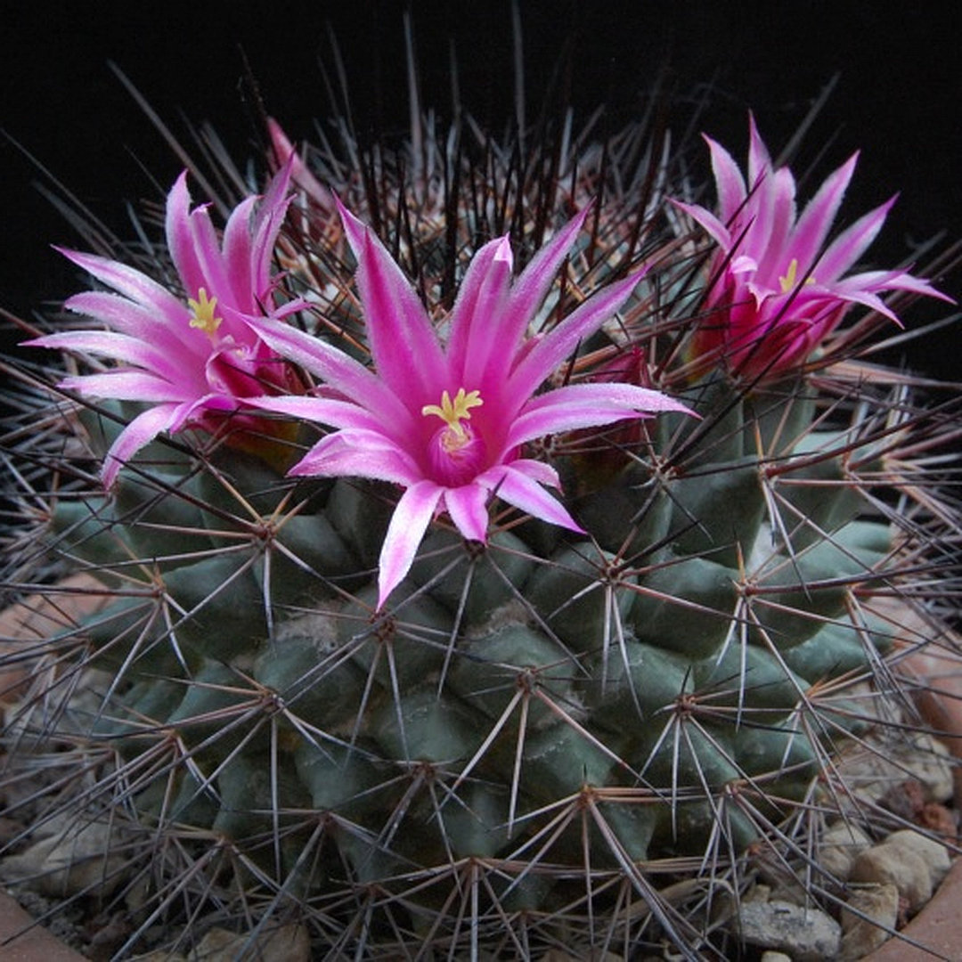 Mammillaria tesopacensis