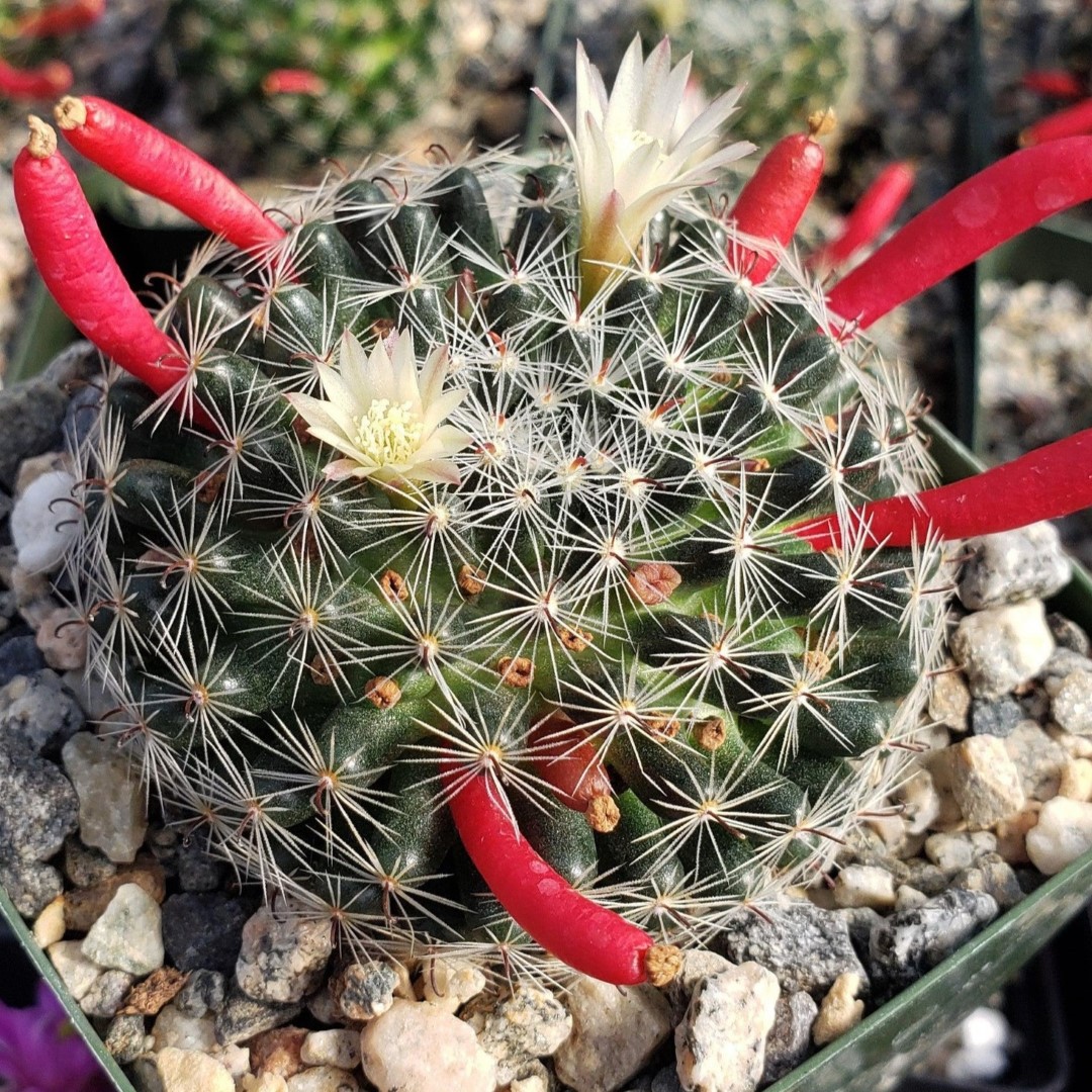 Mammillaria tezontle