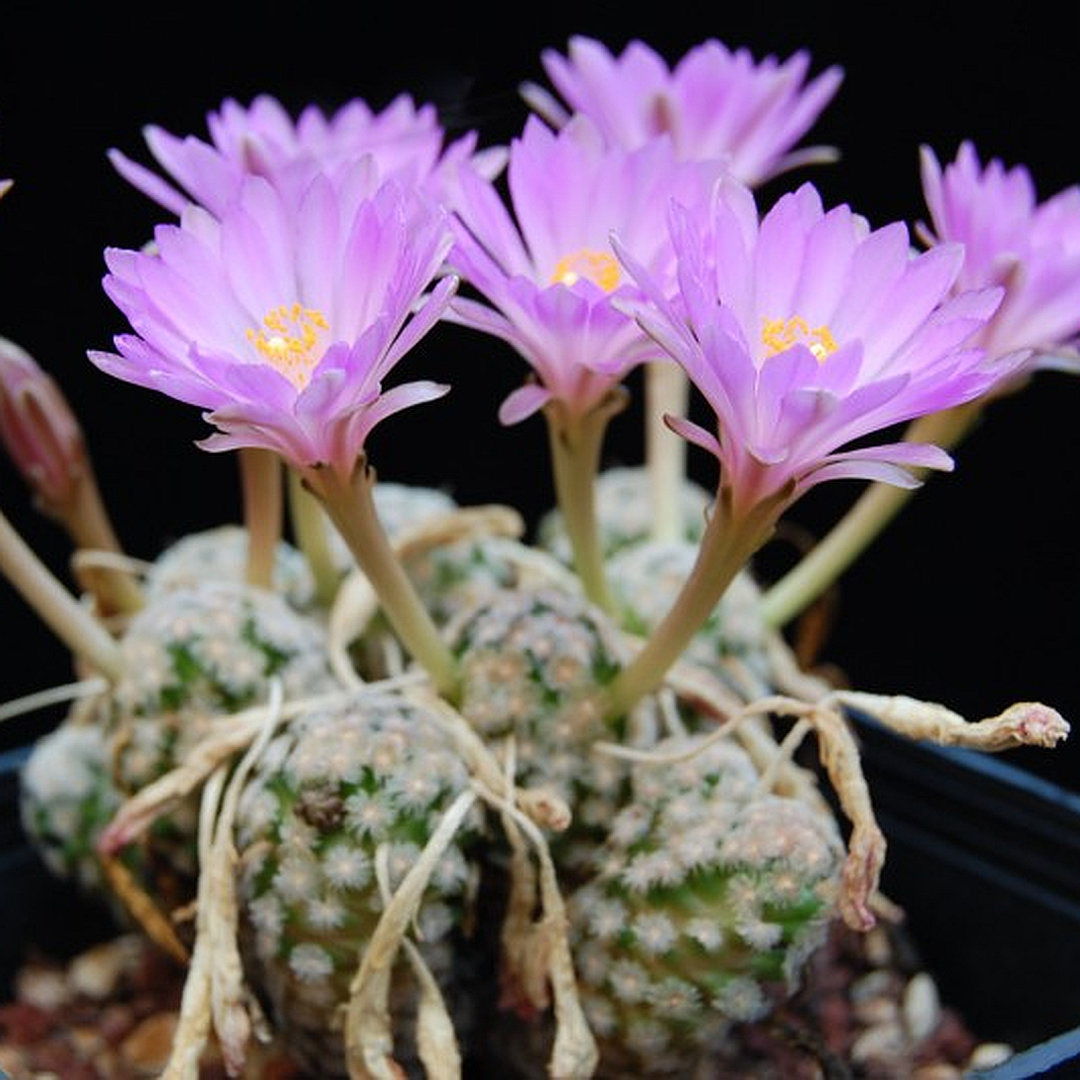 Mammillaria theresae