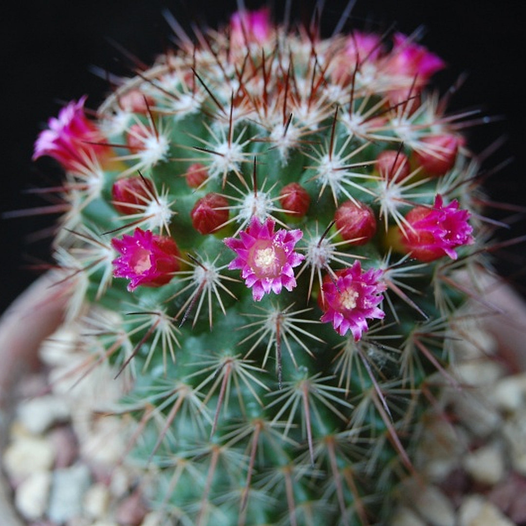 Mammillaria umbrina
