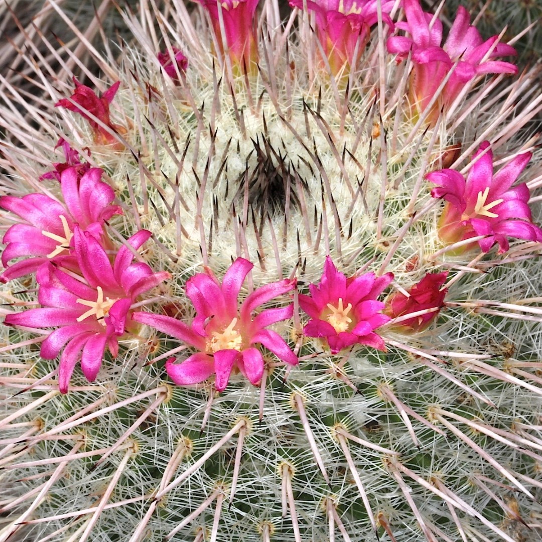 Mammillaria varieaculeata