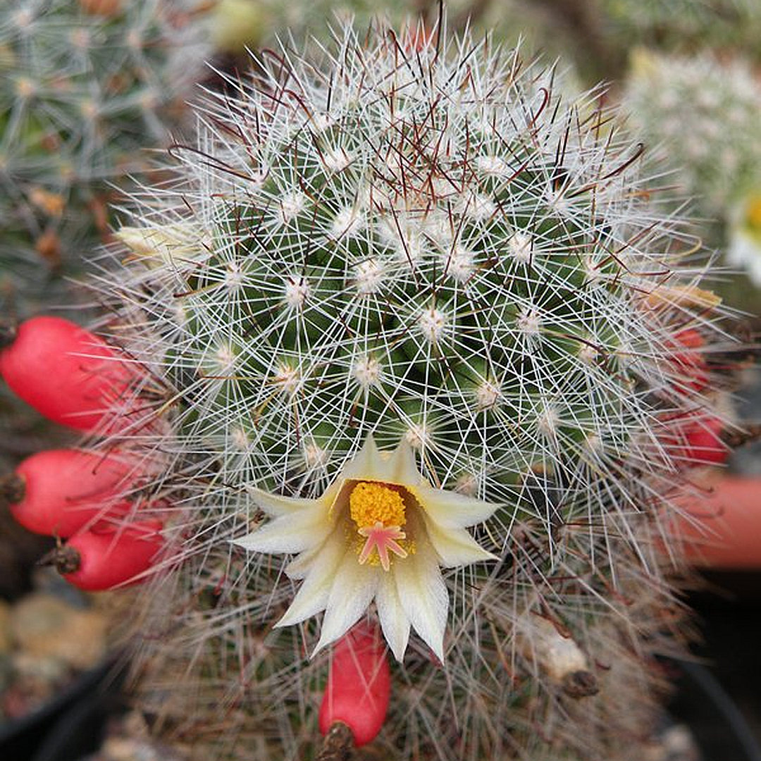 Mammillaria verhaertiana