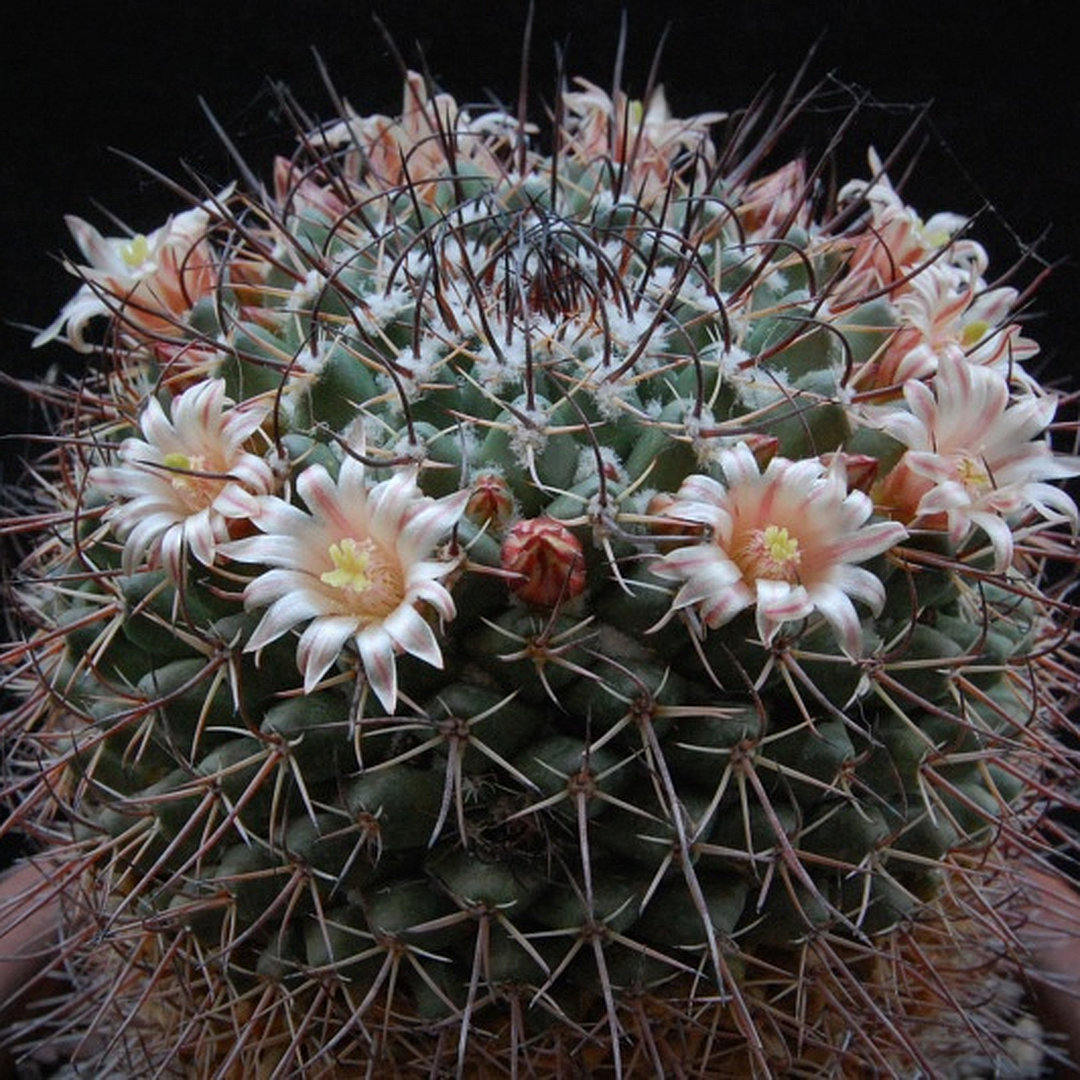 Mammillaria wagneriana
