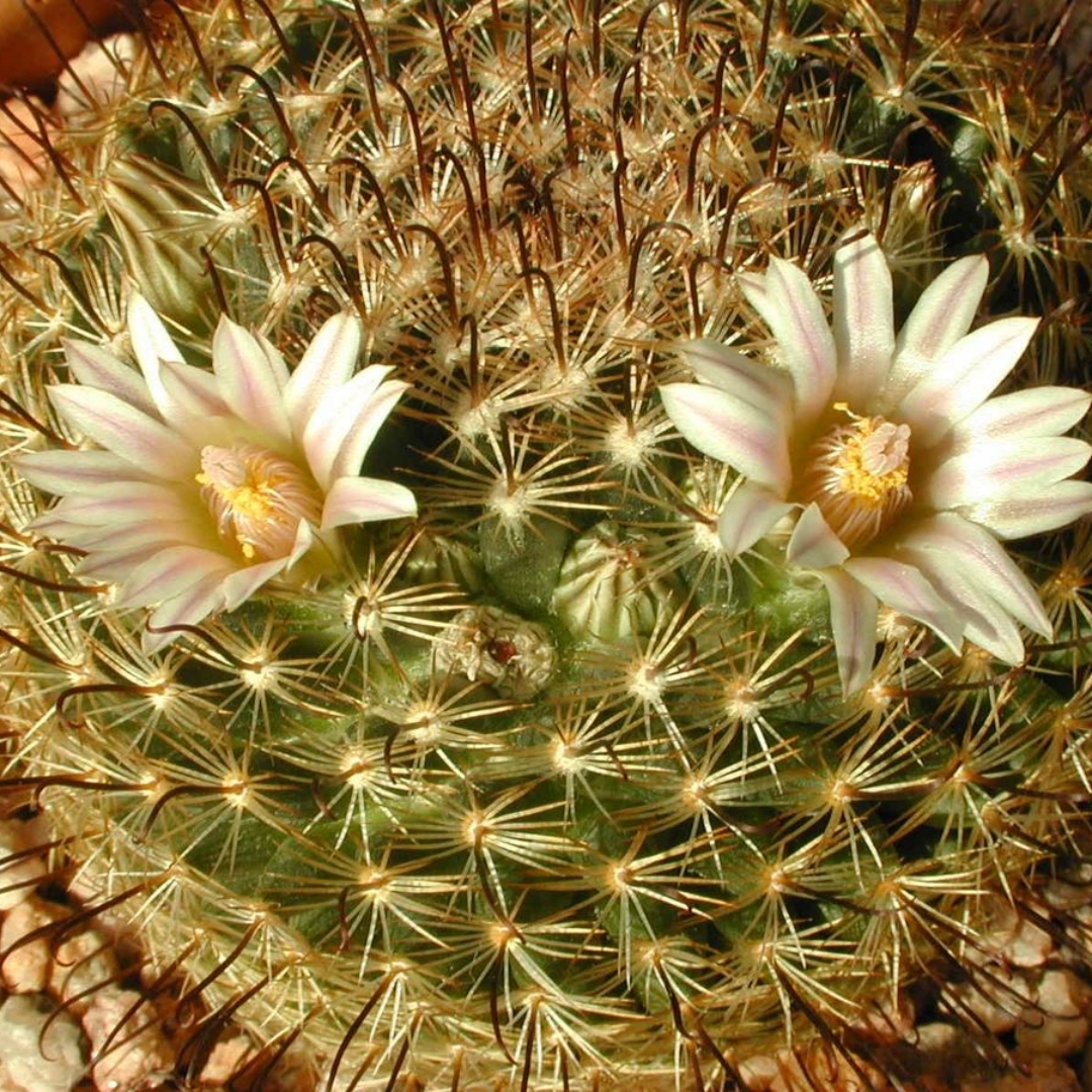 Mammillaria weingartiana