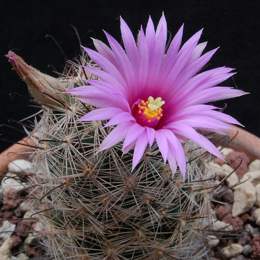 Mammillaria wilcoxii