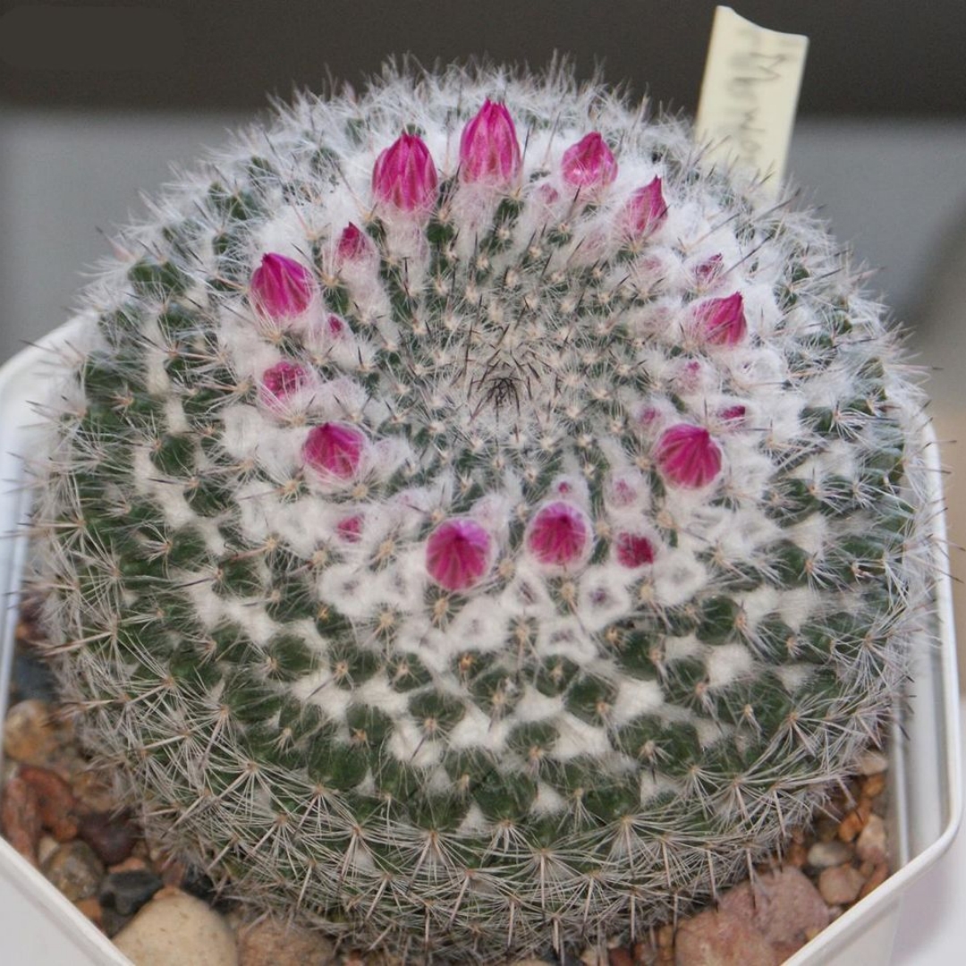 Mammillaria woodsii