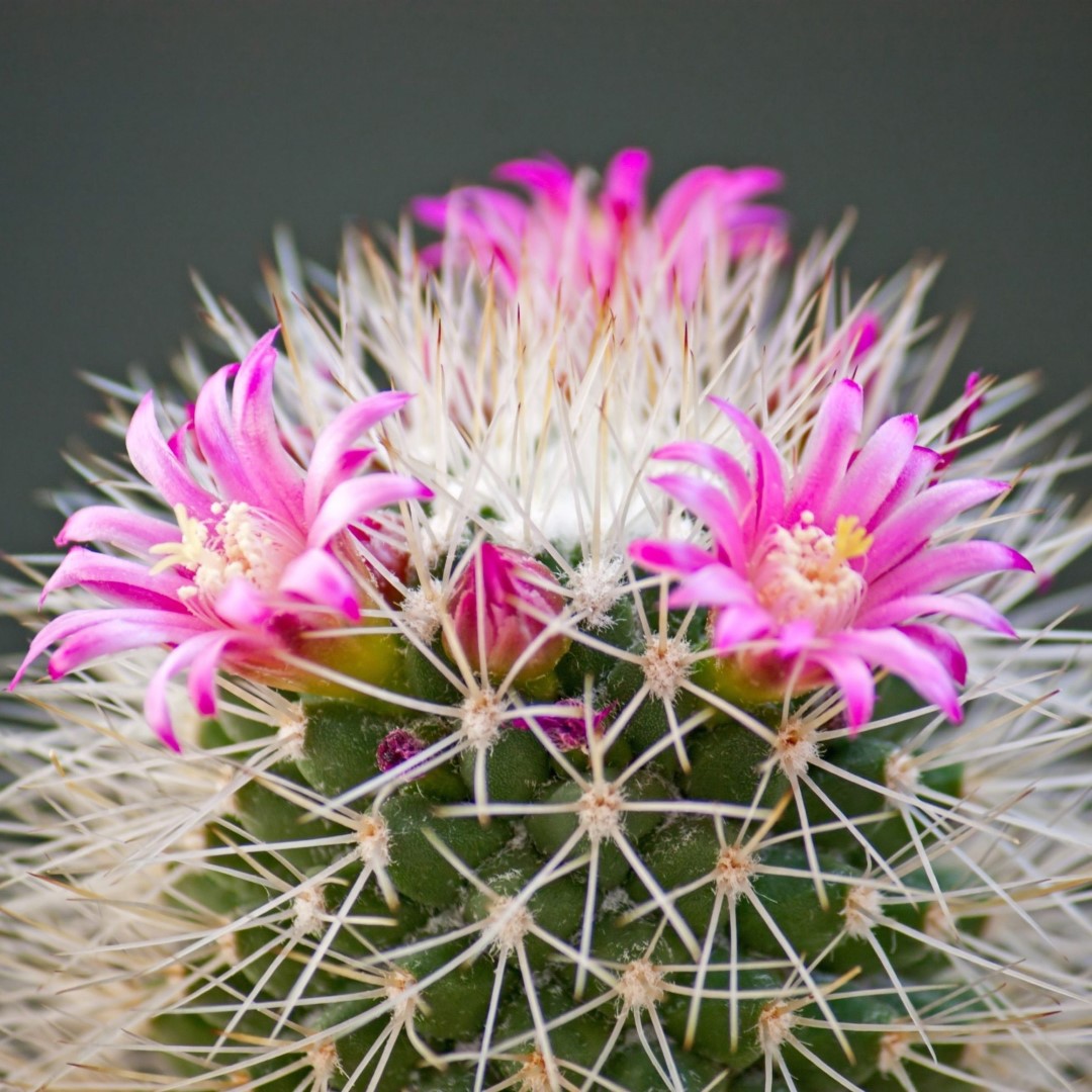 Mammillaria wrightii