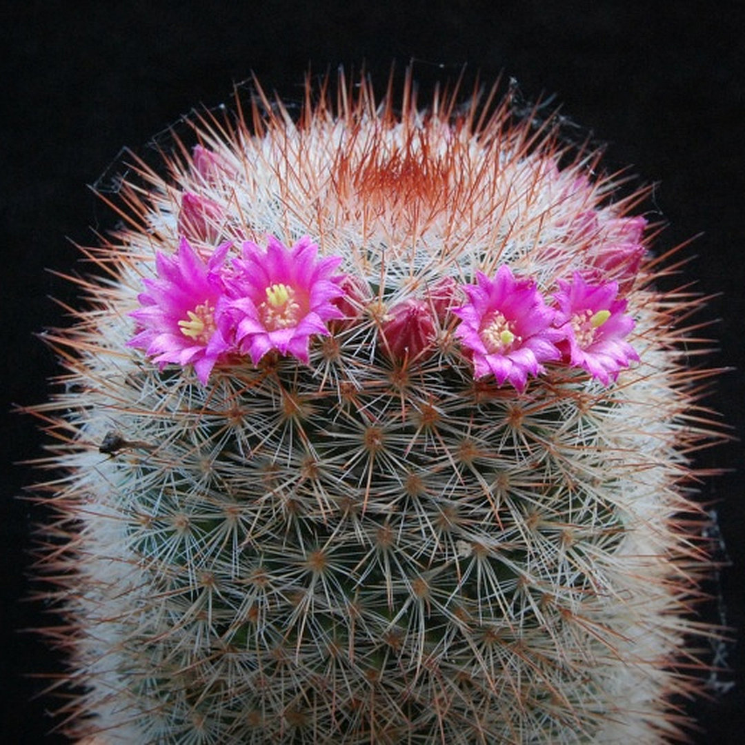 Mammillaria wuthenauiana