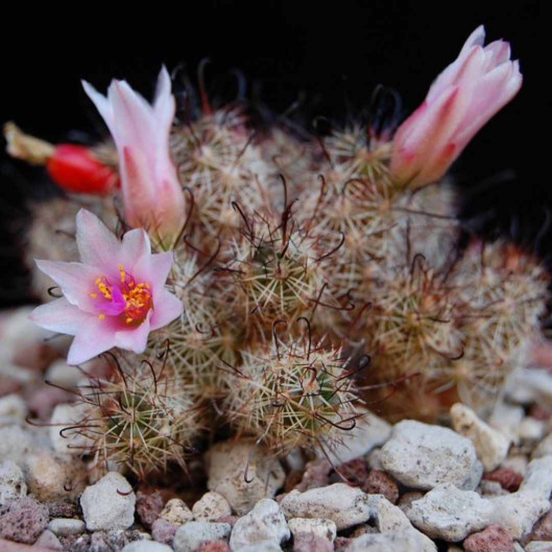 Mammillaria_yaquensis