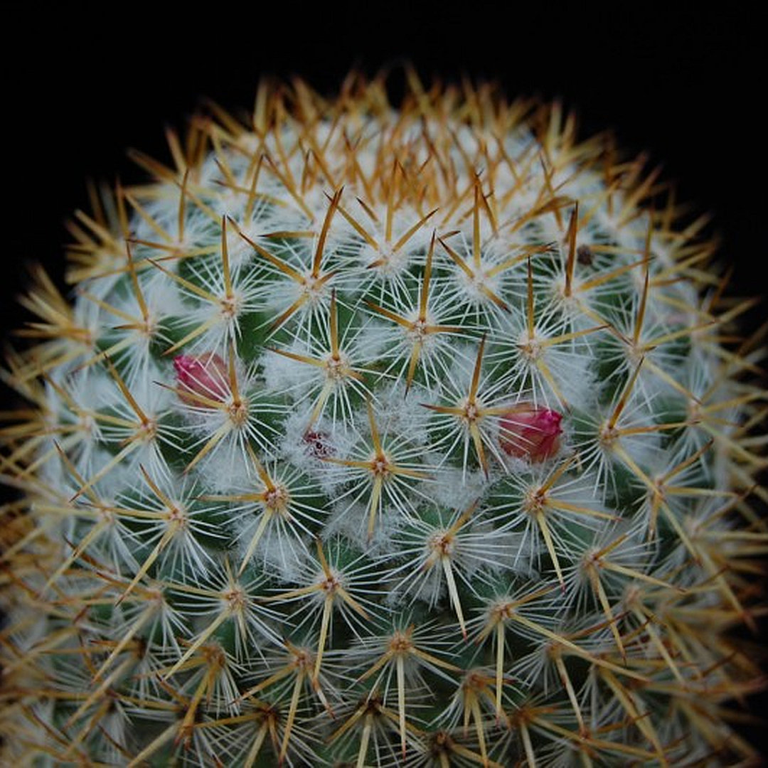 Mammillaria yucatanensis
