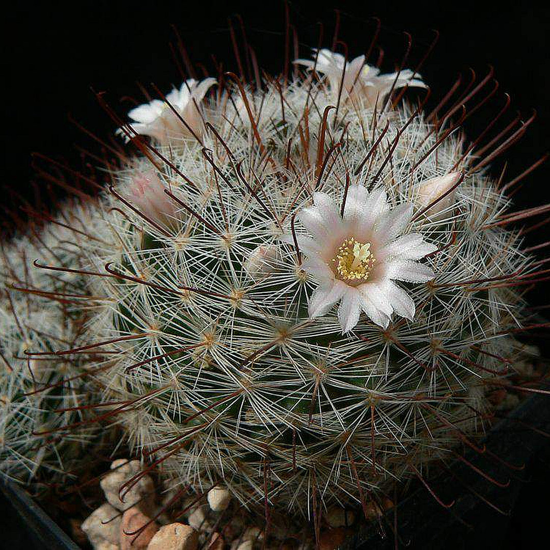 Mammillaria zacatecasensis