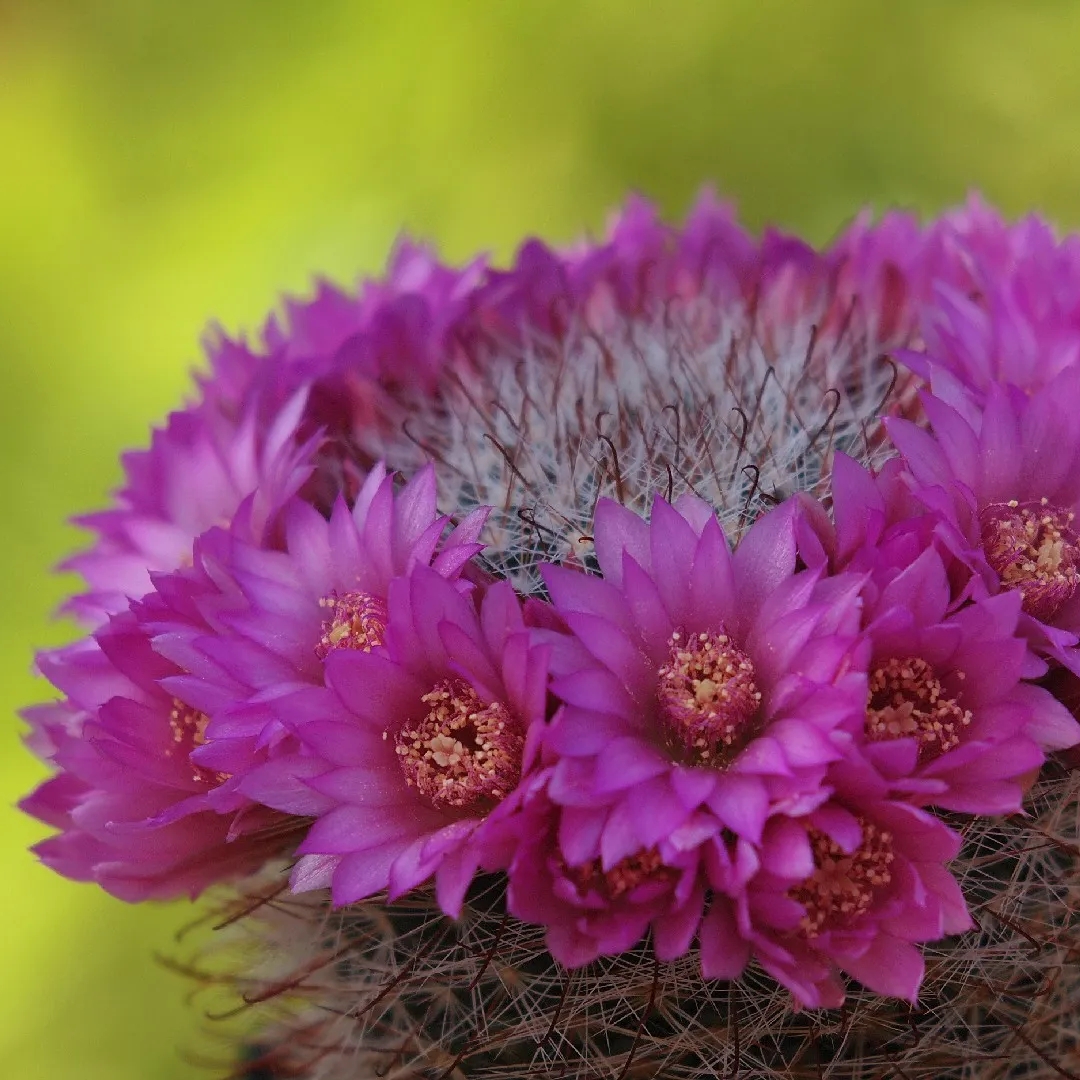 Mammillaria zeilmanniana