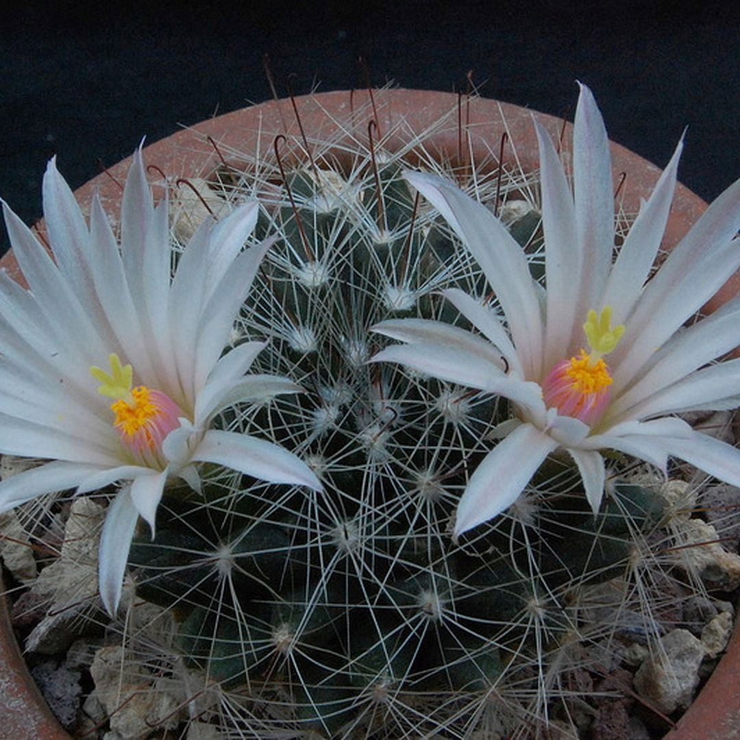 Mammillaria zephyranthoides