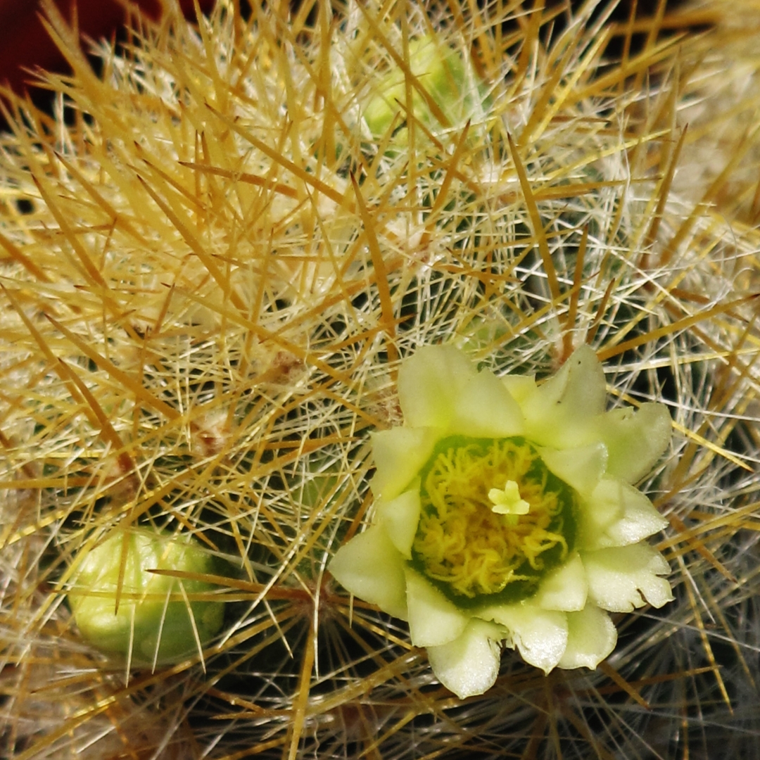 Mammillaria zublerae