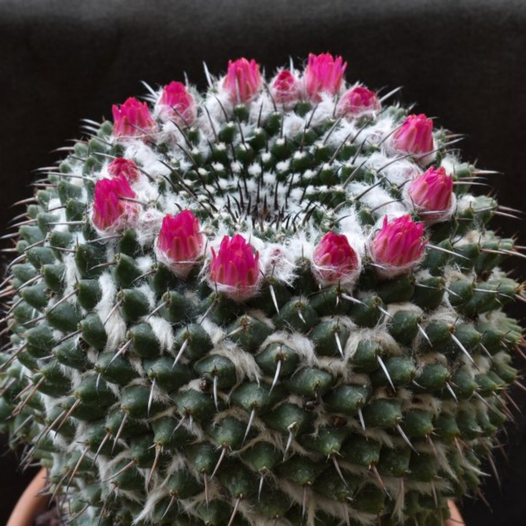 Mammillaria zuccariniana